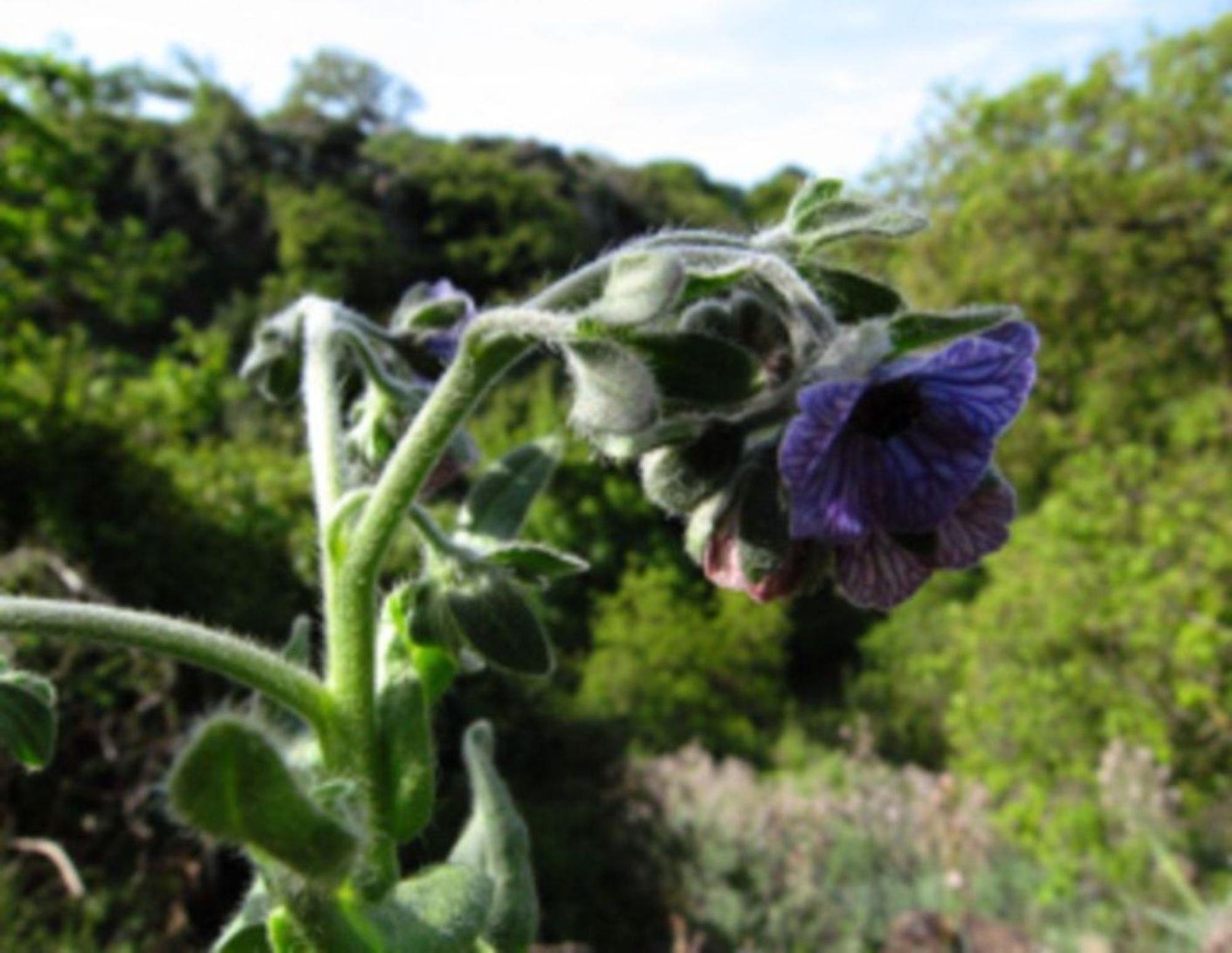 Cynoglossum creticum