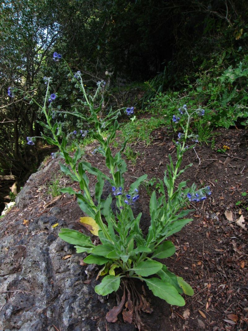 Cynoglossum creticum