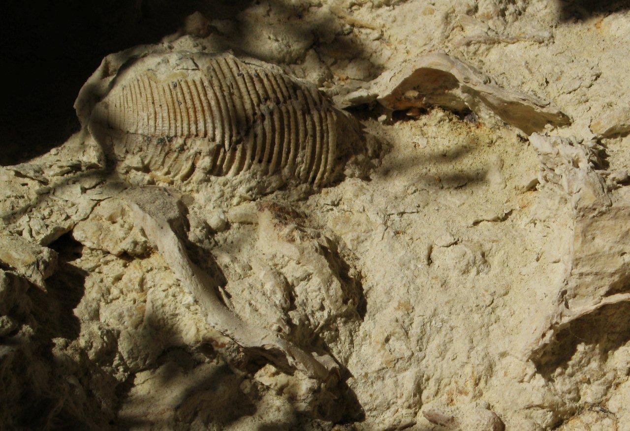 fossile da determinare 2