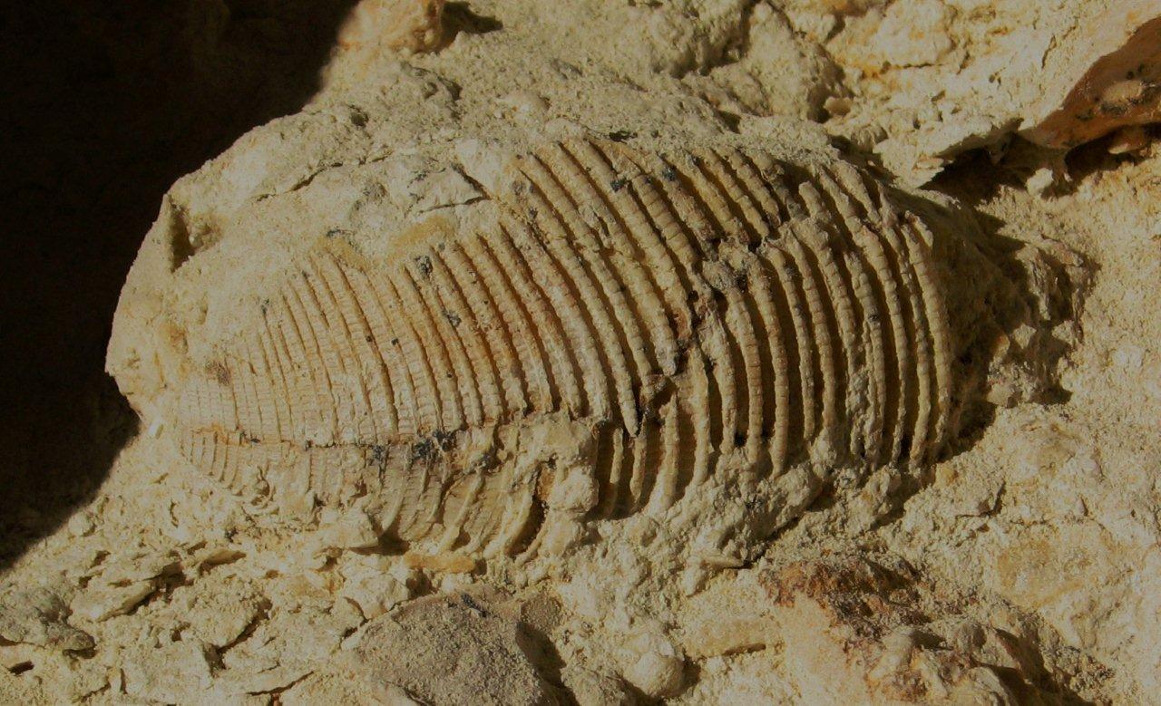 fossile da determinare 2