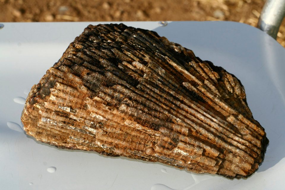 FOSSILE DA DETERMINARE