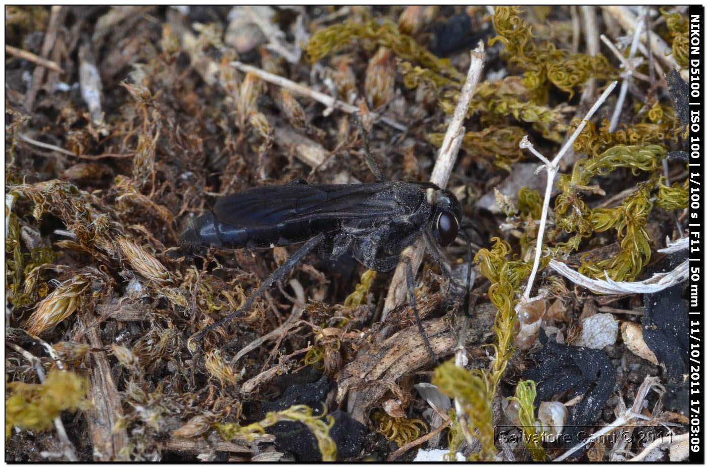Pompilidae