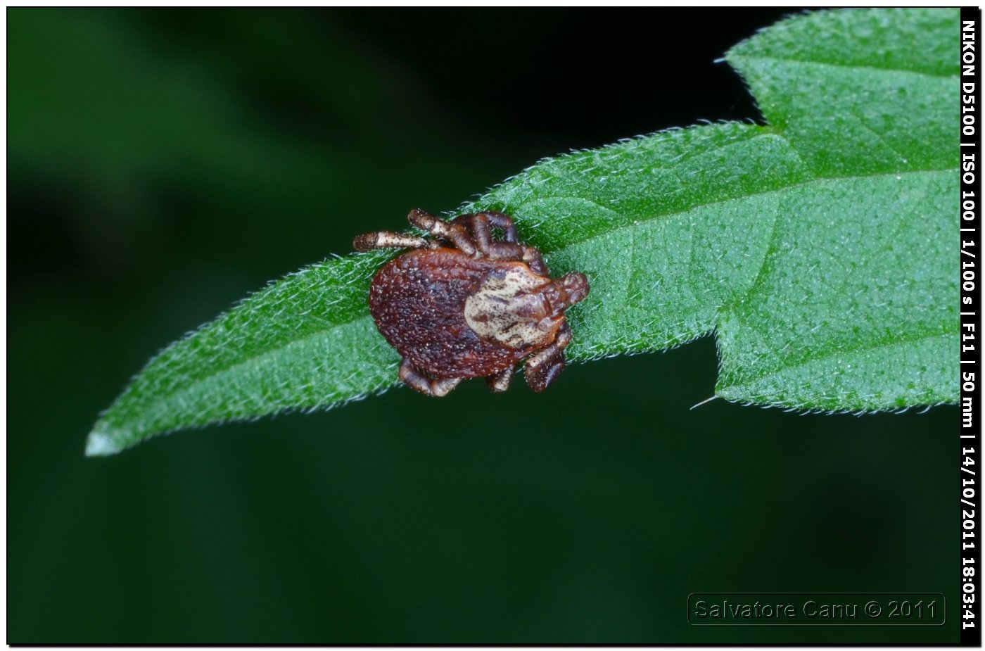 Ixodidae, Dermacentor marginatus