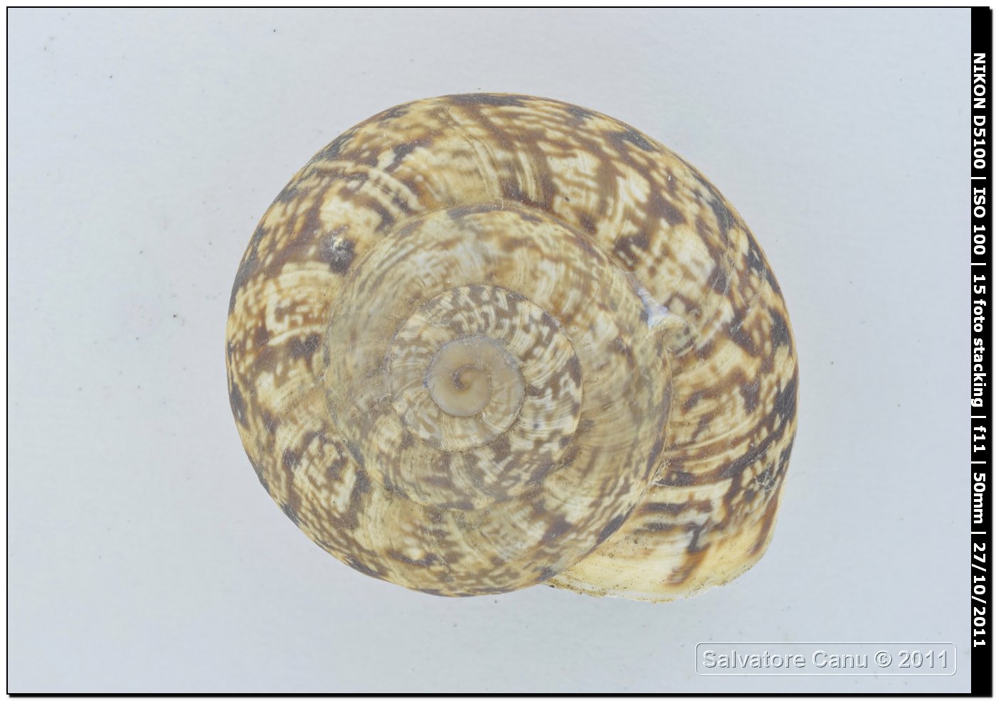 Marmorana serpentina