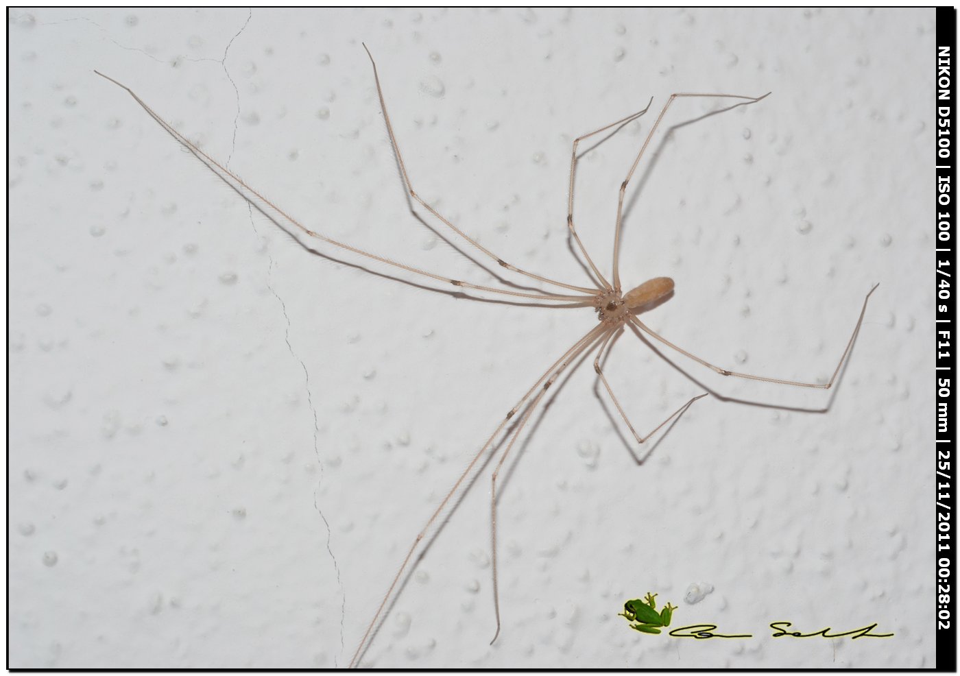 Pholcus Phalangioides (Pholcidae)