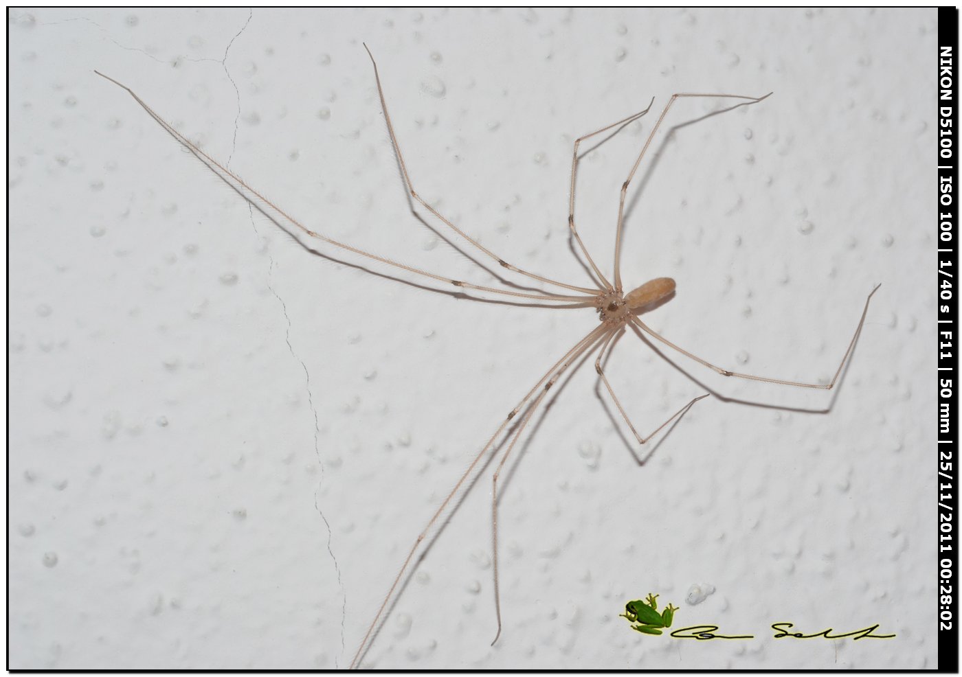 Pholcus Phalangioides (Pholcidae)