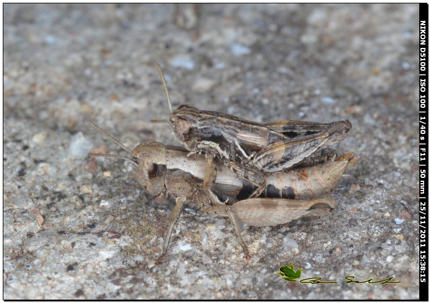 Accoppiamento Pezotettix giornae