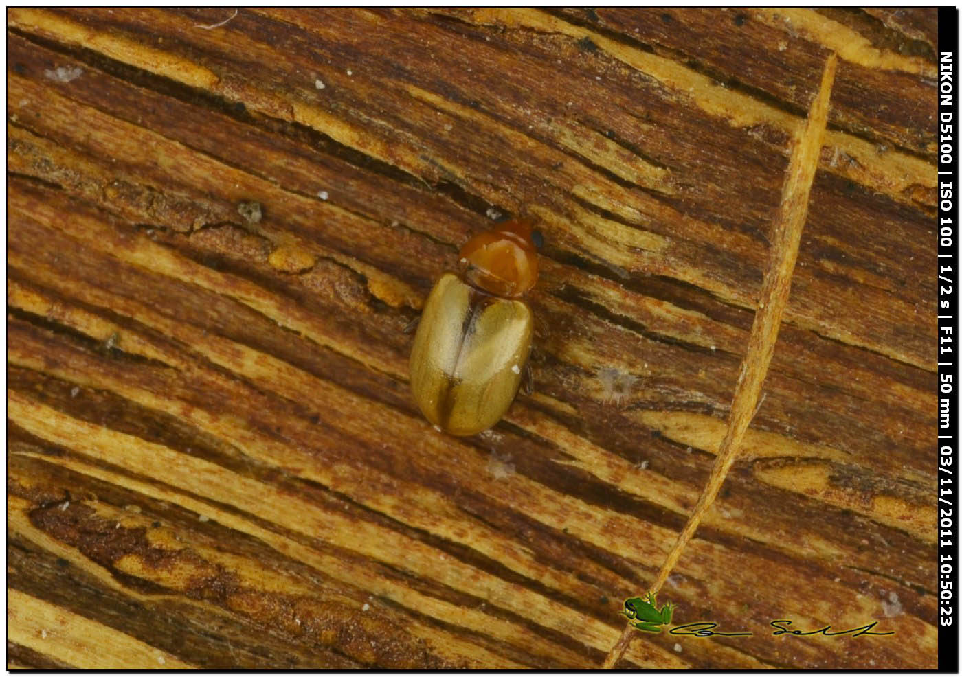 Lythraria salicariae. Crisomelide Alticino