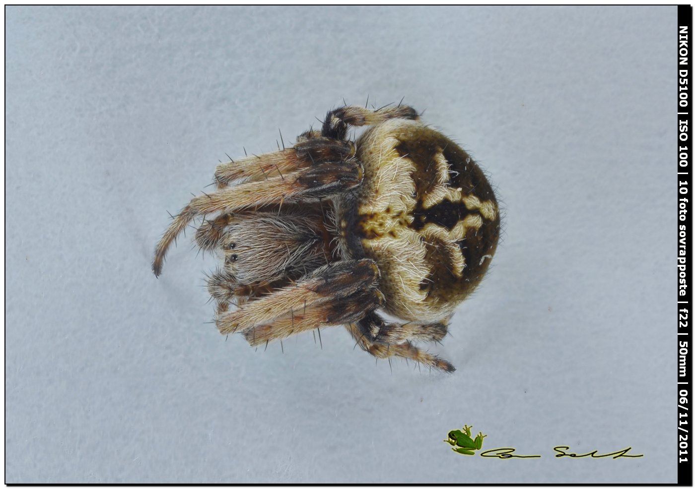 Agalenatea redii