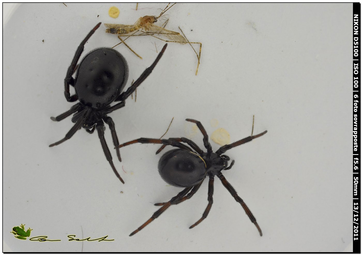 Steatoda paykulliana