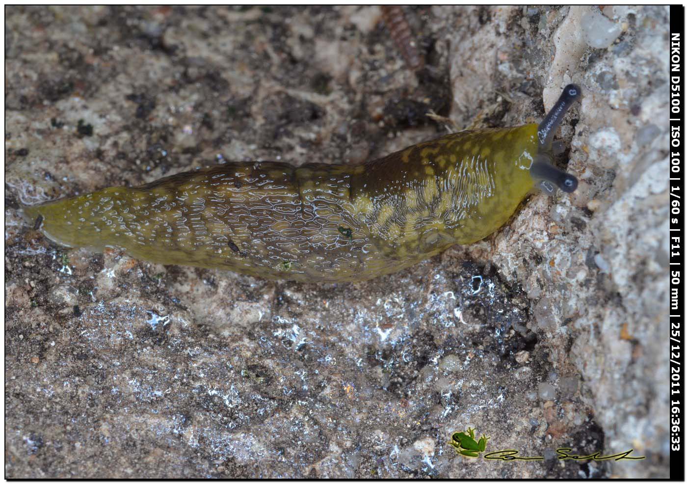 Limacus flavus da Sette Funtani (SS)