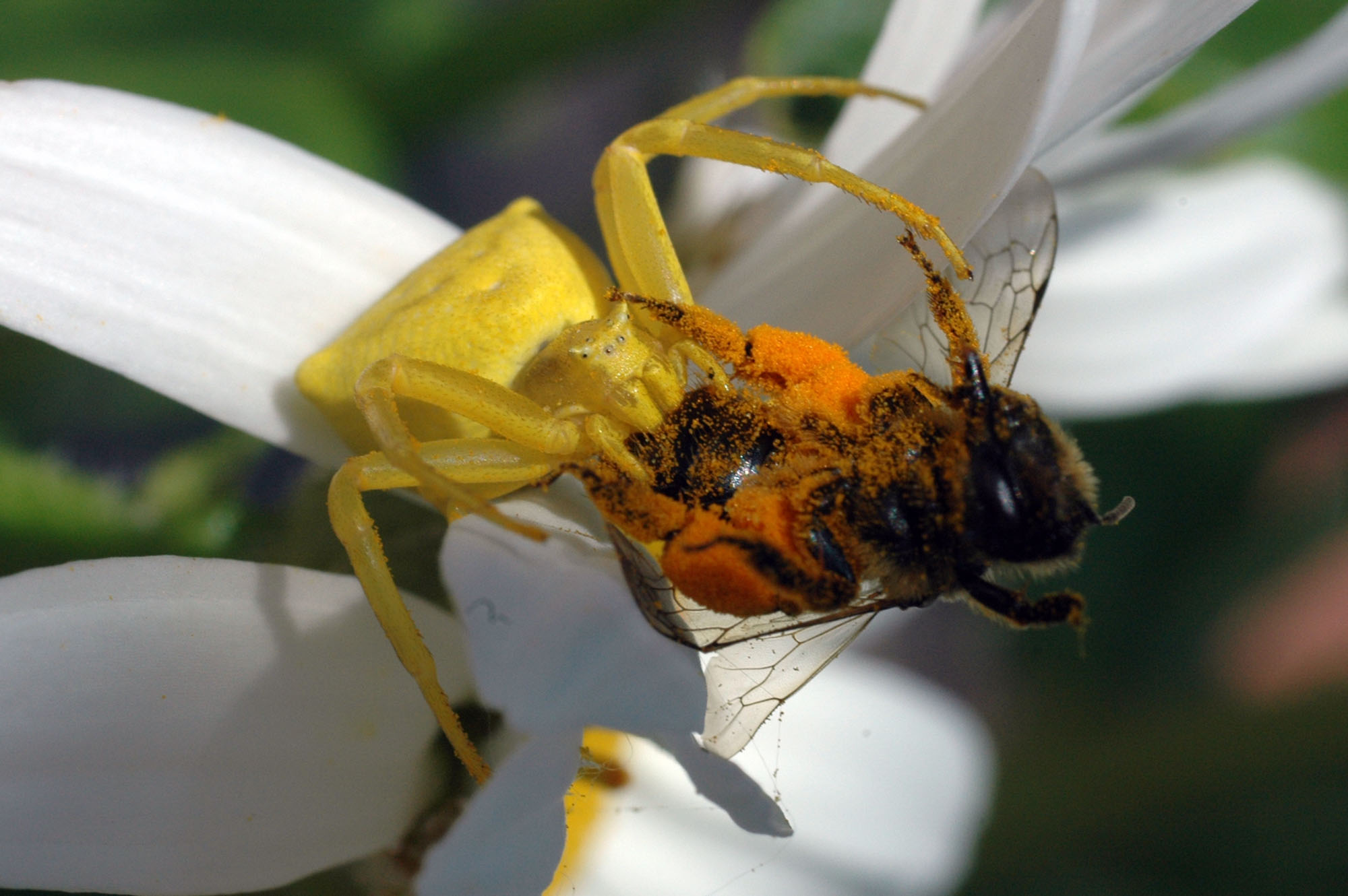 Thomisus onustus
