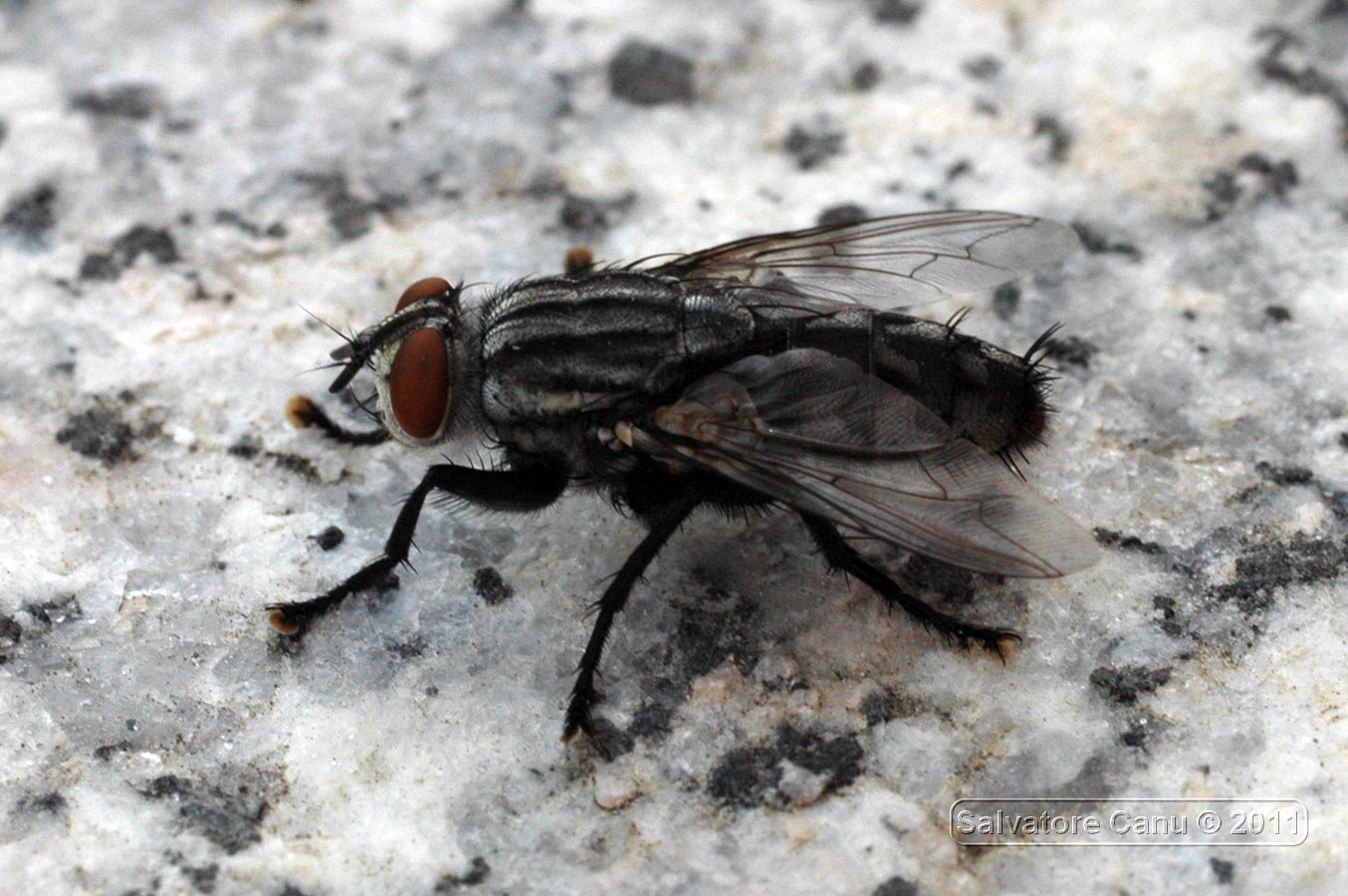 Sarcophaga sp.