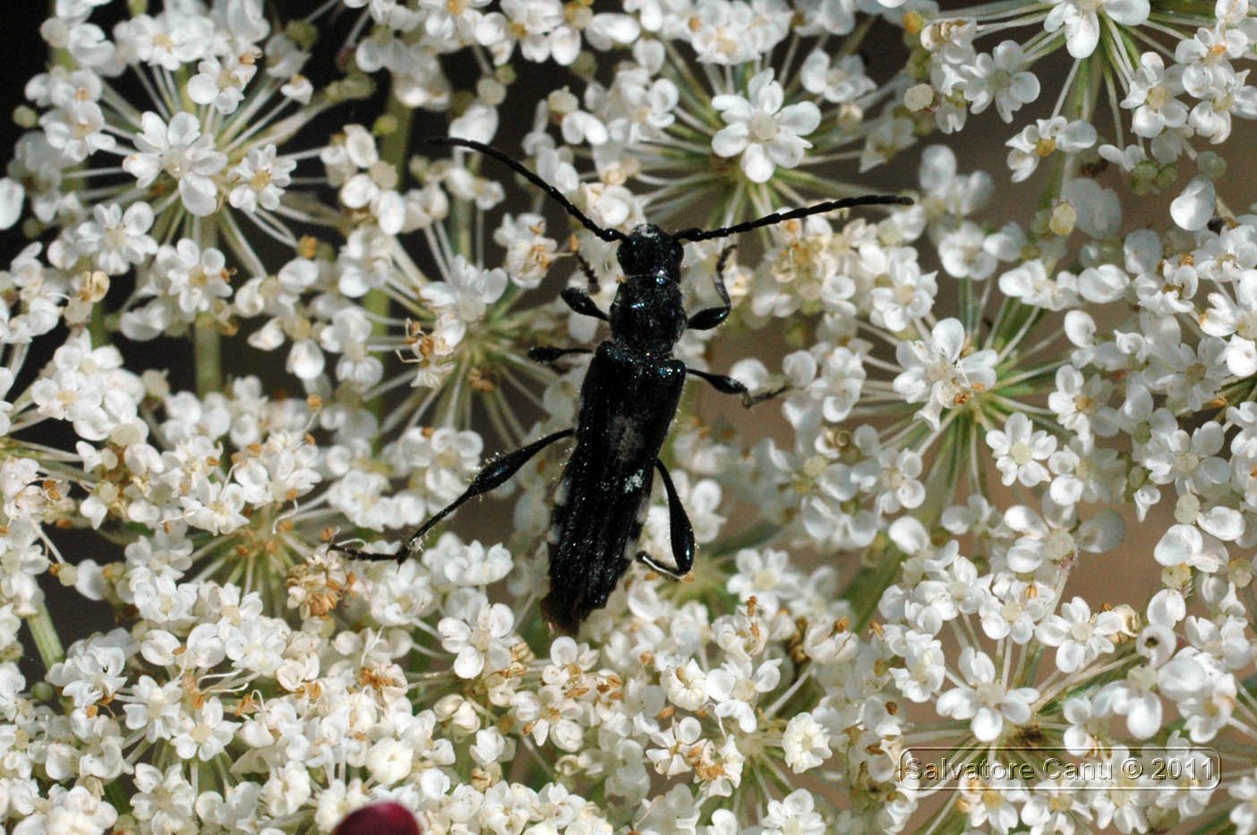 Stenopterus ater femmina