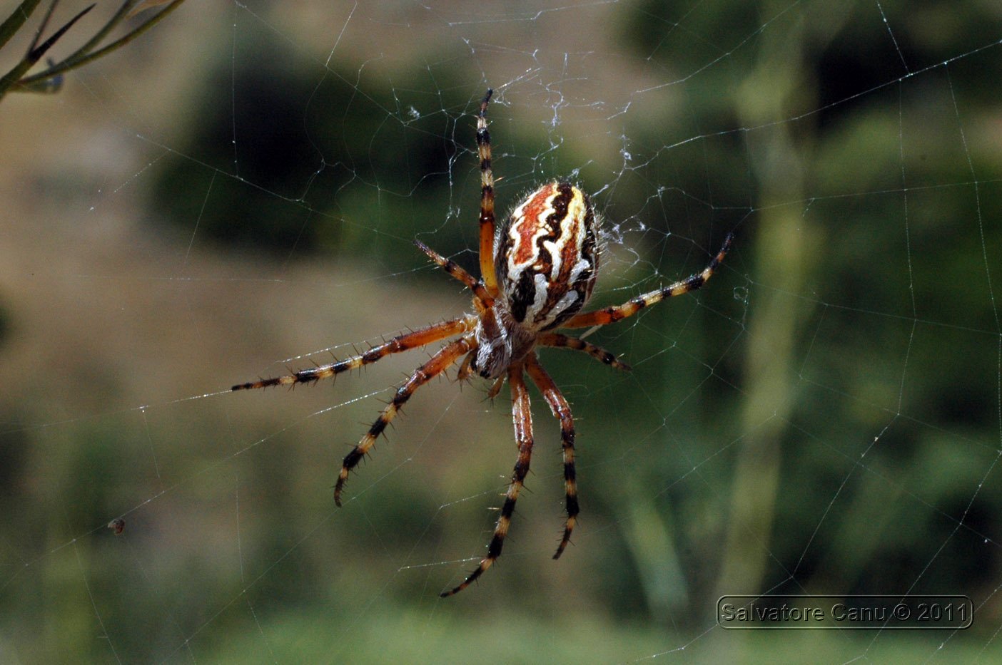 Aculepeira armida