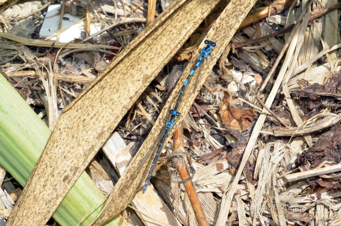 Coppia Coenagrion caerulescens, dal tandem all''accoppiamento