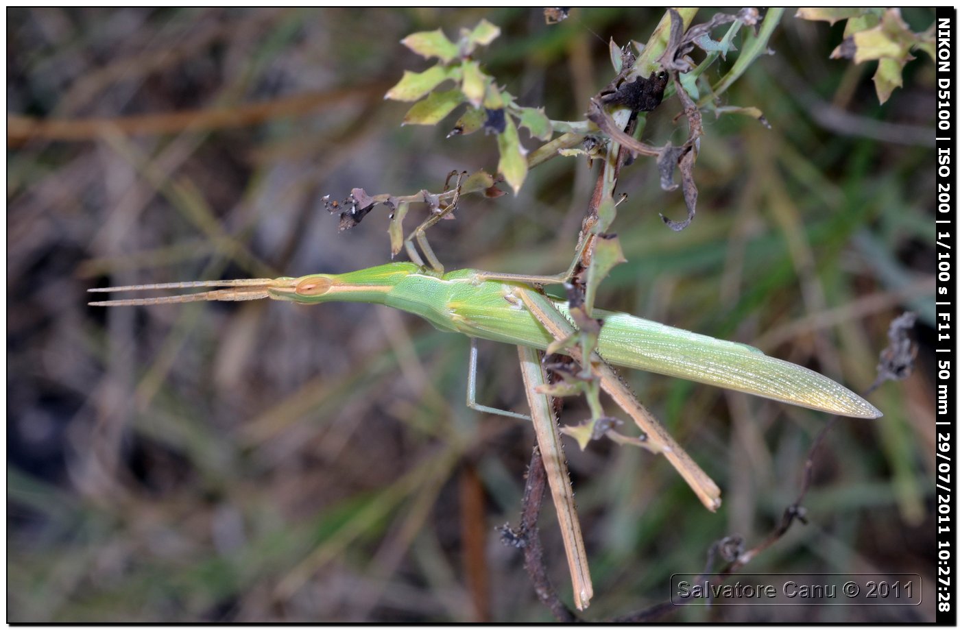 Acrida ungarica