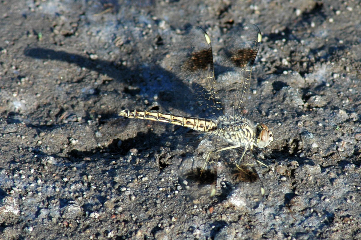 libellulla quadrimaculata?? - Brachythemis impartita