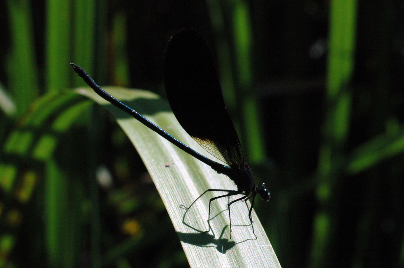 Calopterix da ID