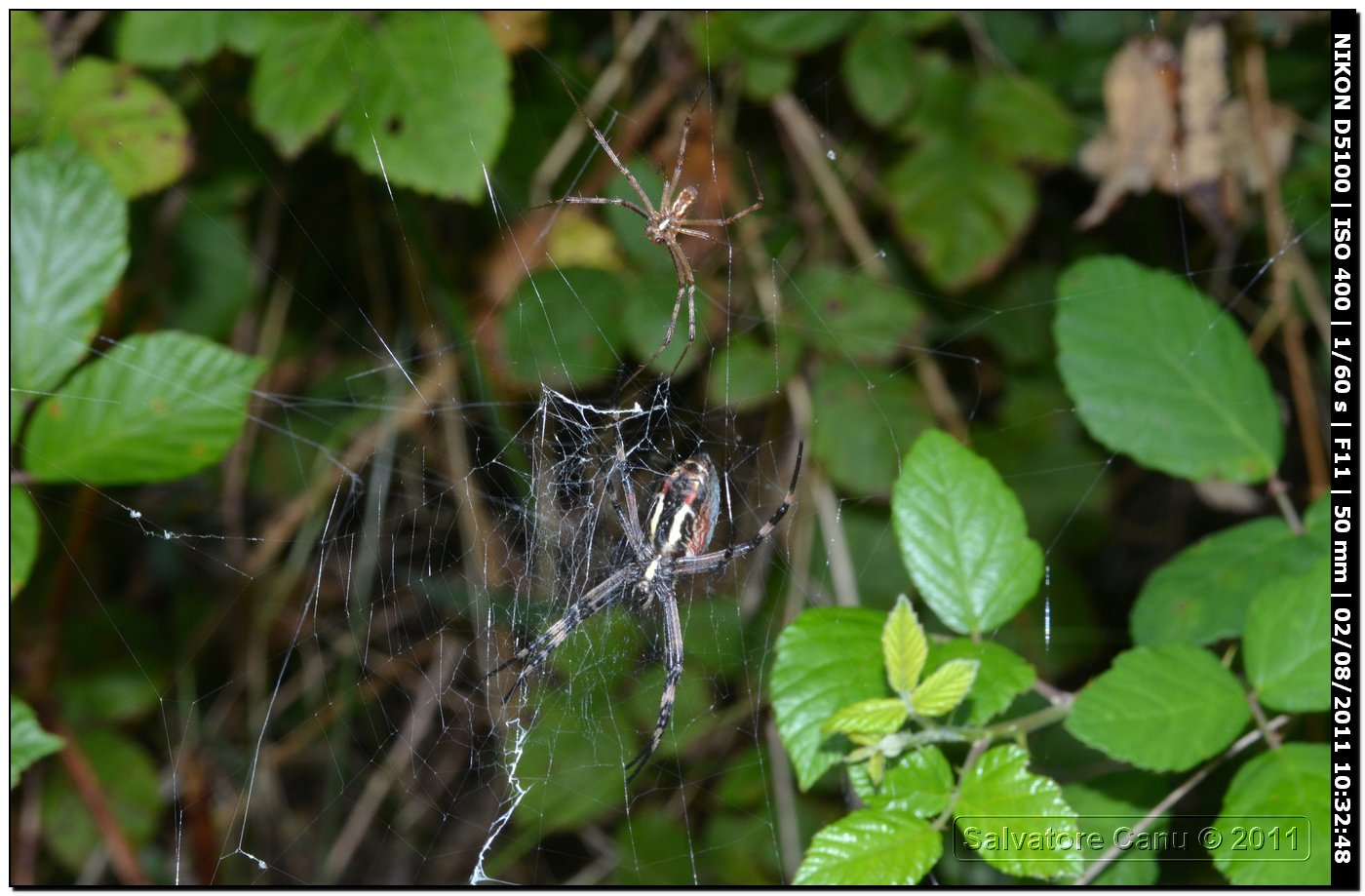 Argiope bruennichi (muta)