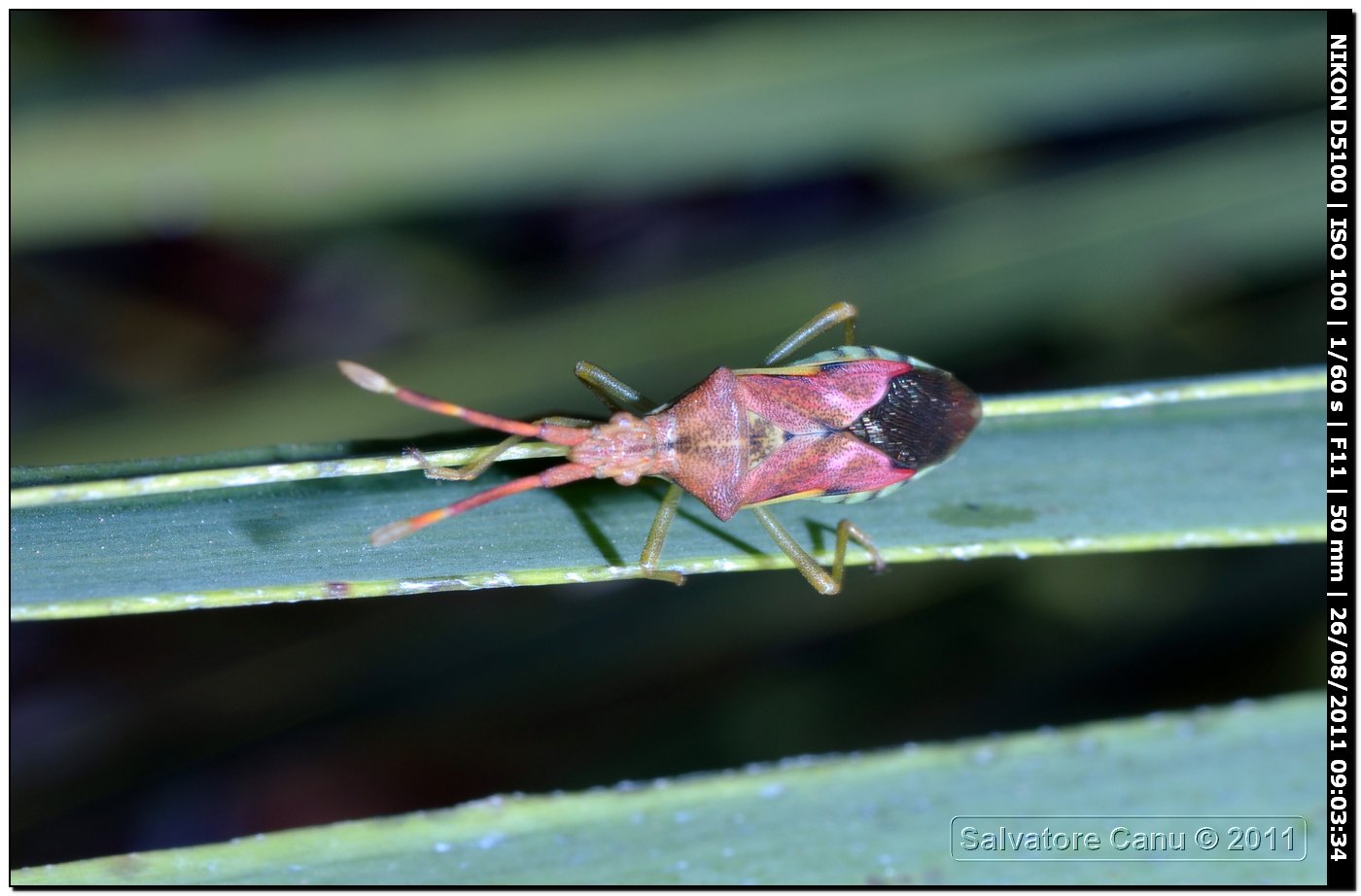 Coreidae: Gonocerus juniperi di Sardegna (SS)