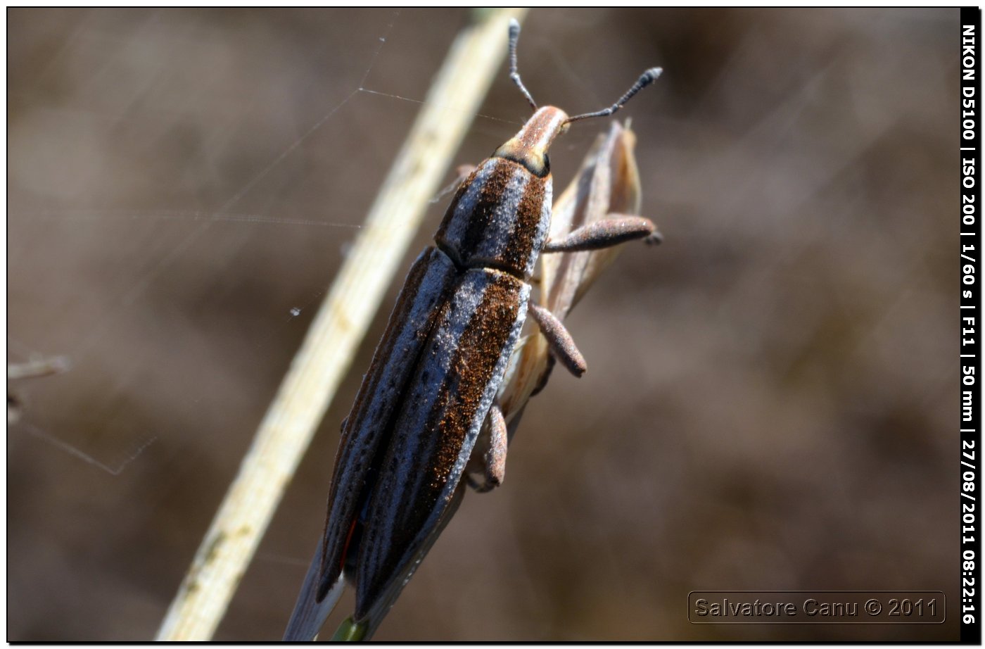 Lixus (Compsolixus) anguinus?