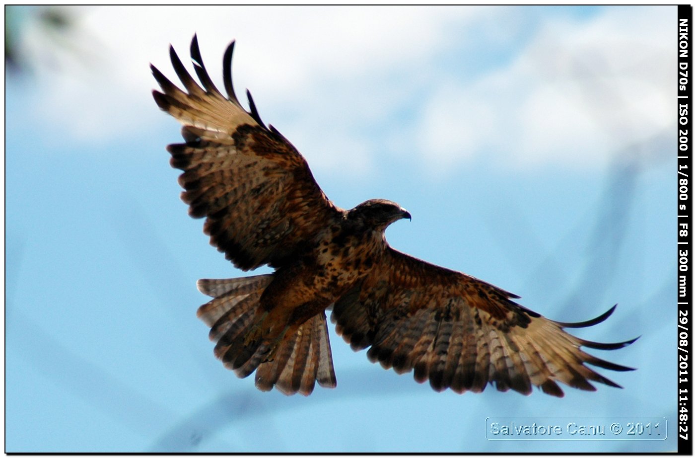 Falco da determinare