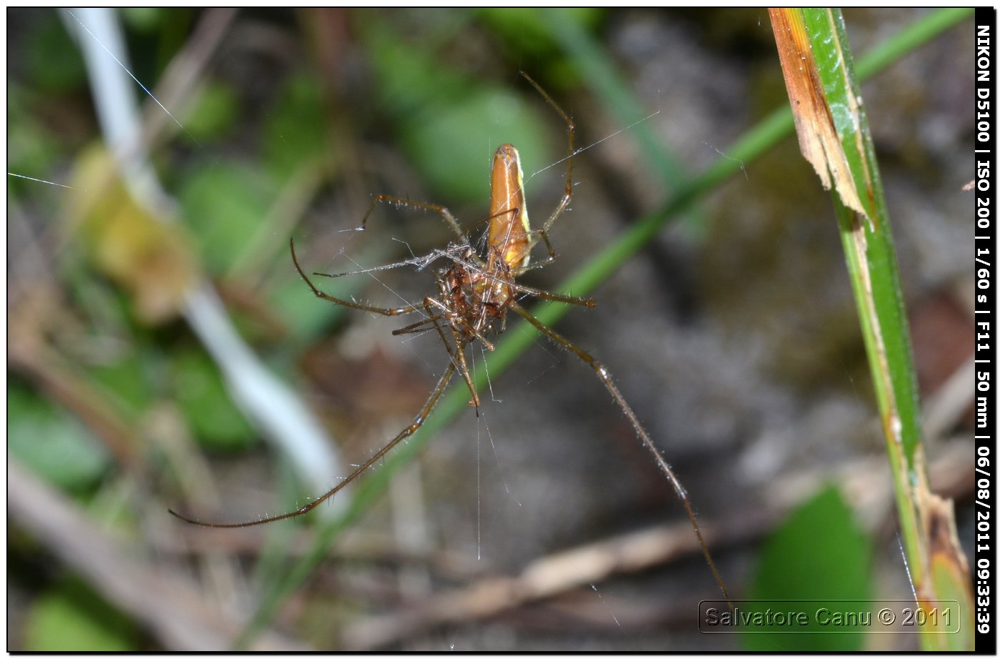 Tetragnatha, accopiamento o cosa??