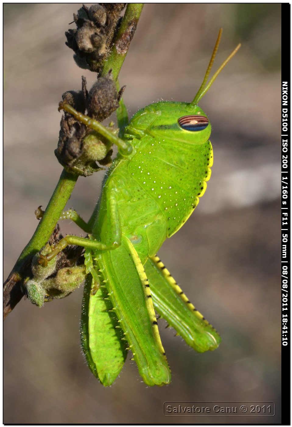 Anacridium aegyptium