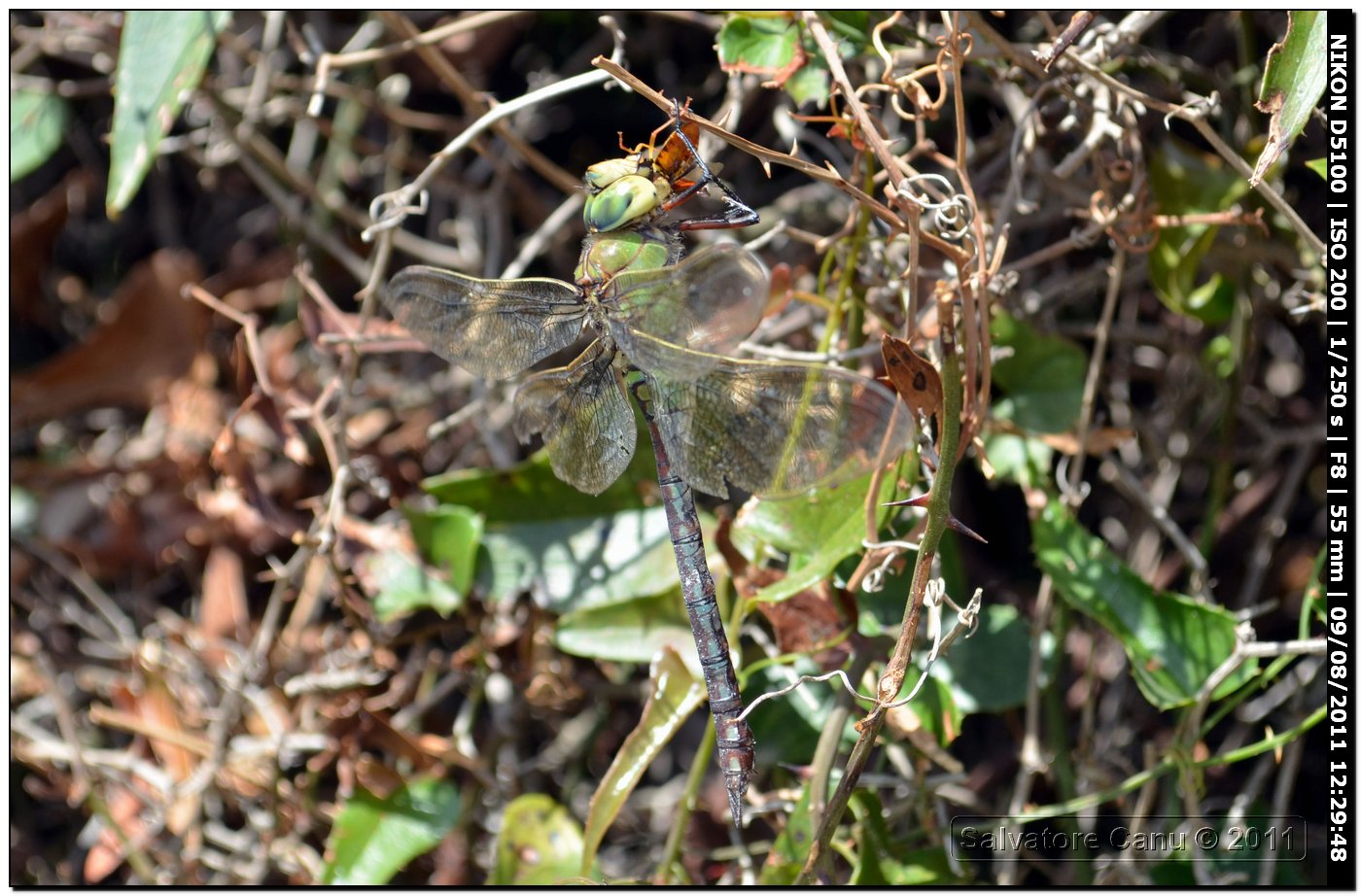 Anax imperator