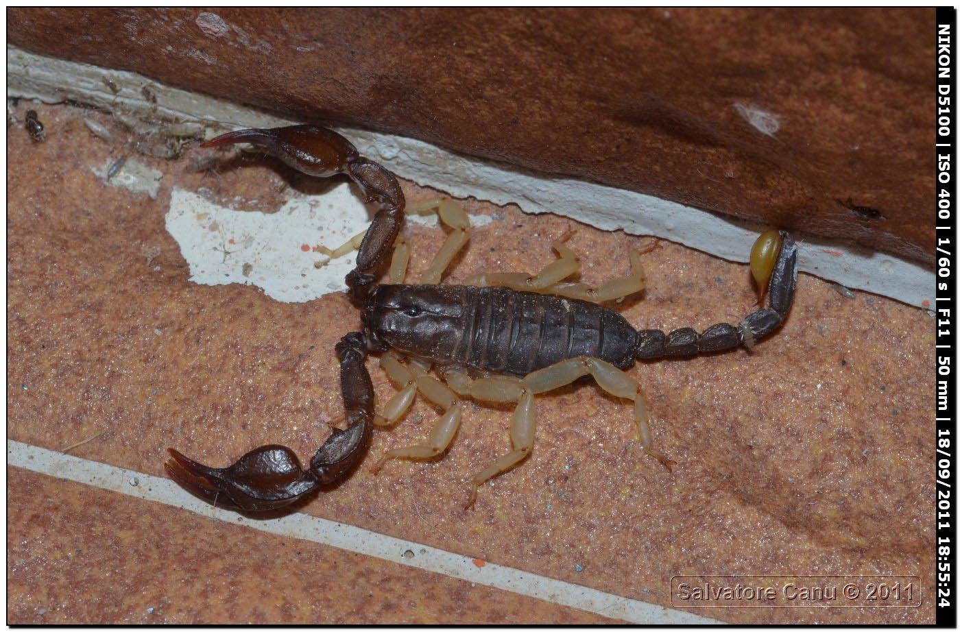 Euscorpius flavicaudis