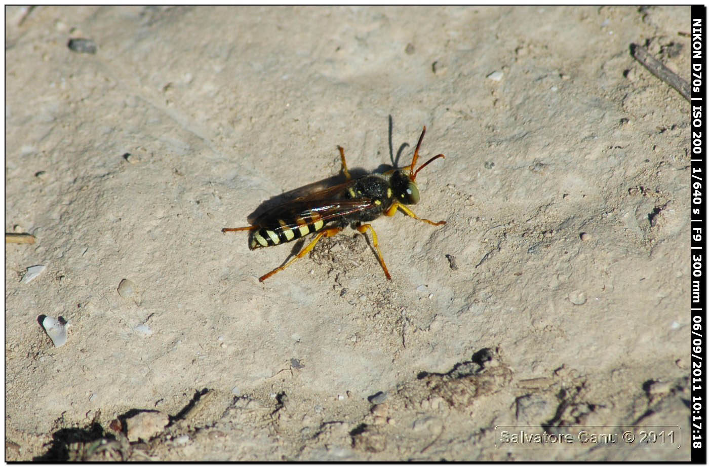 Crabronidae