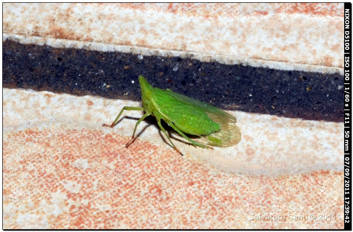 Dictophara europaea