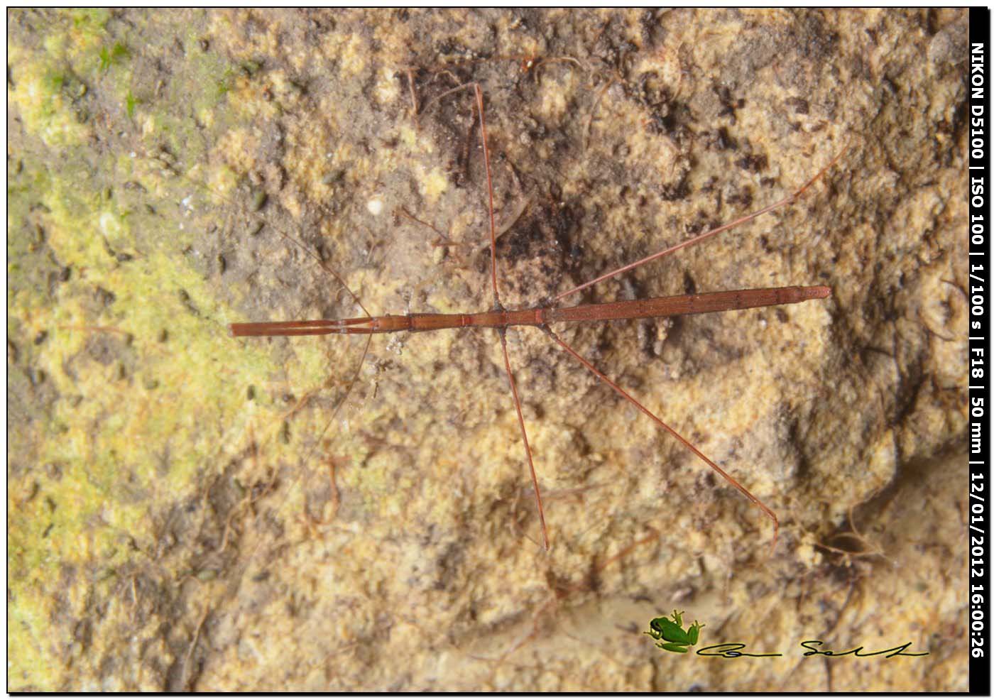 eterottero Reduviidae Emisinae della Sardegna
