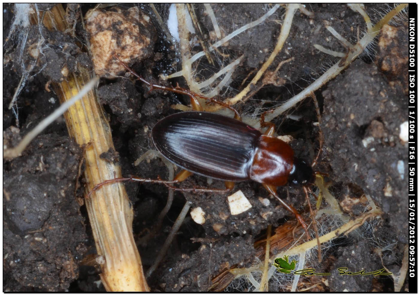 Carabidae, Calathus (Neocalathus) cinctus