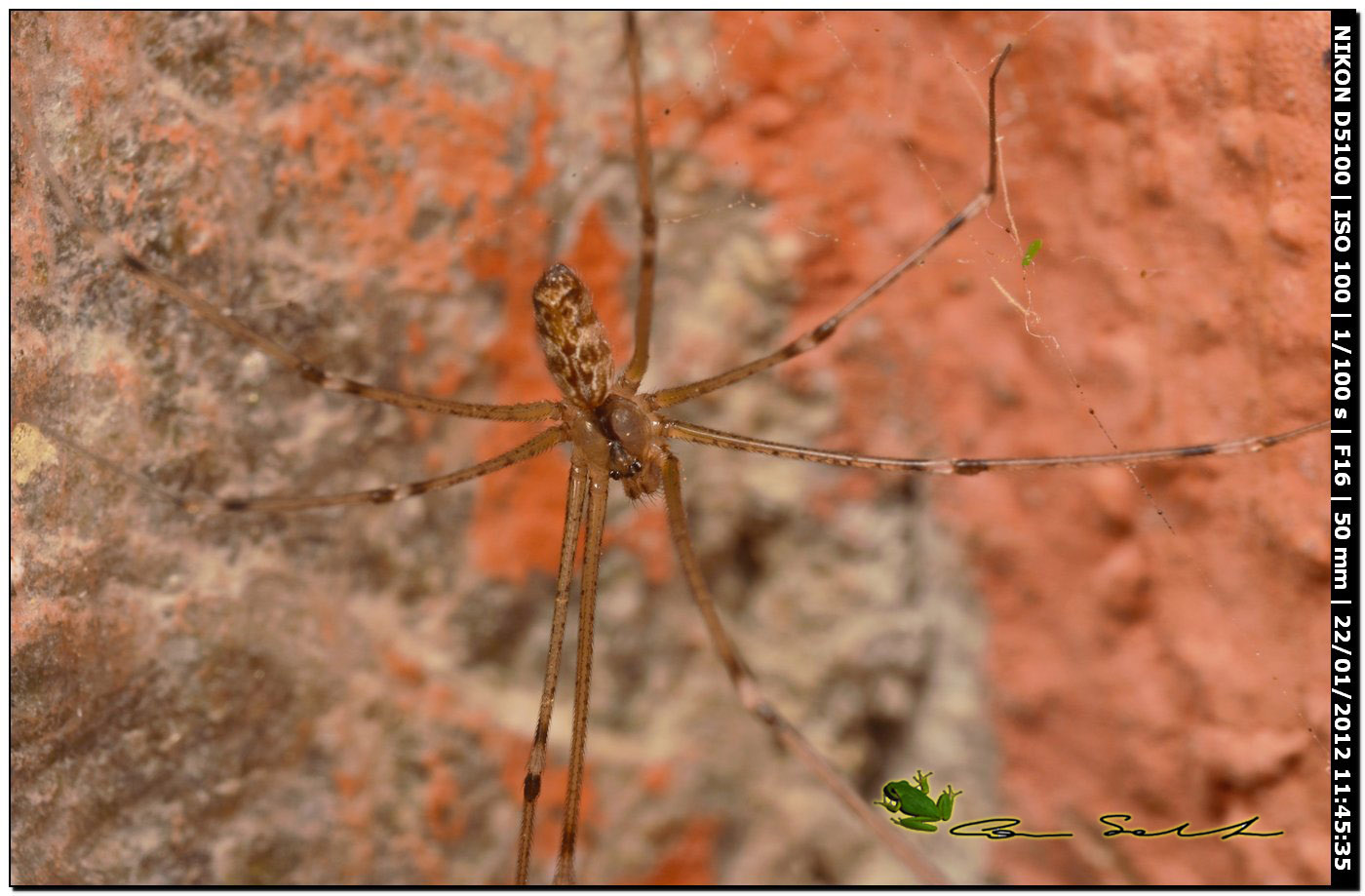 Holocnemus pluchei