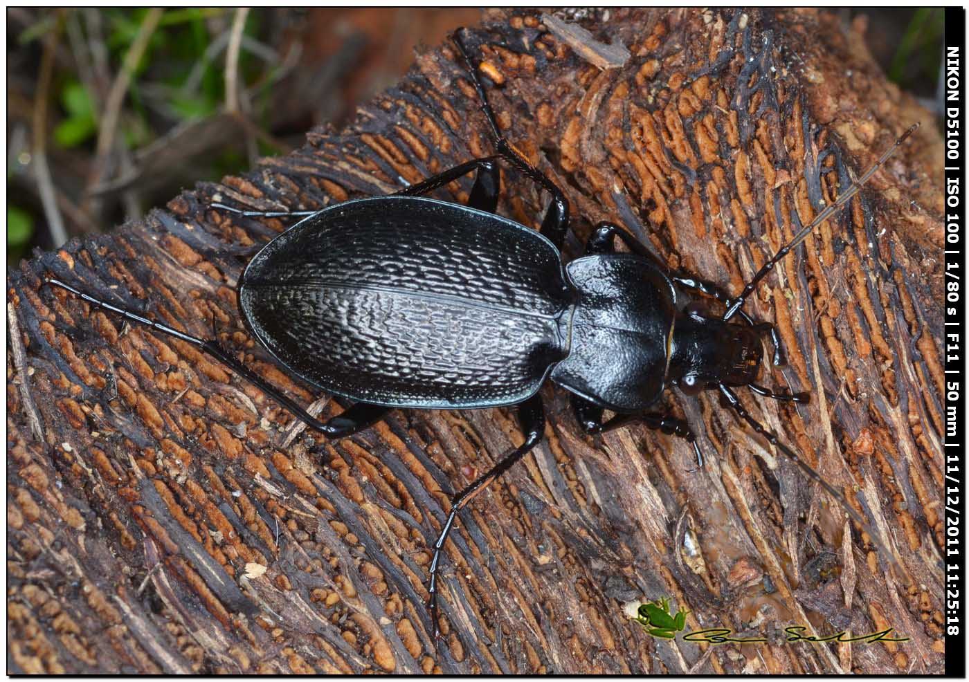 Carabus genei