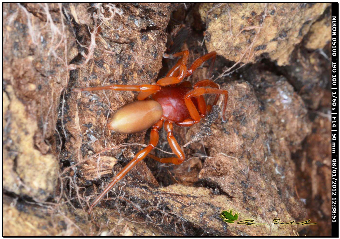 Dysdera sp.