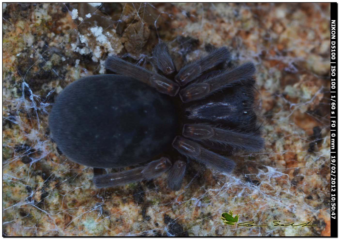Amaurobius sp.