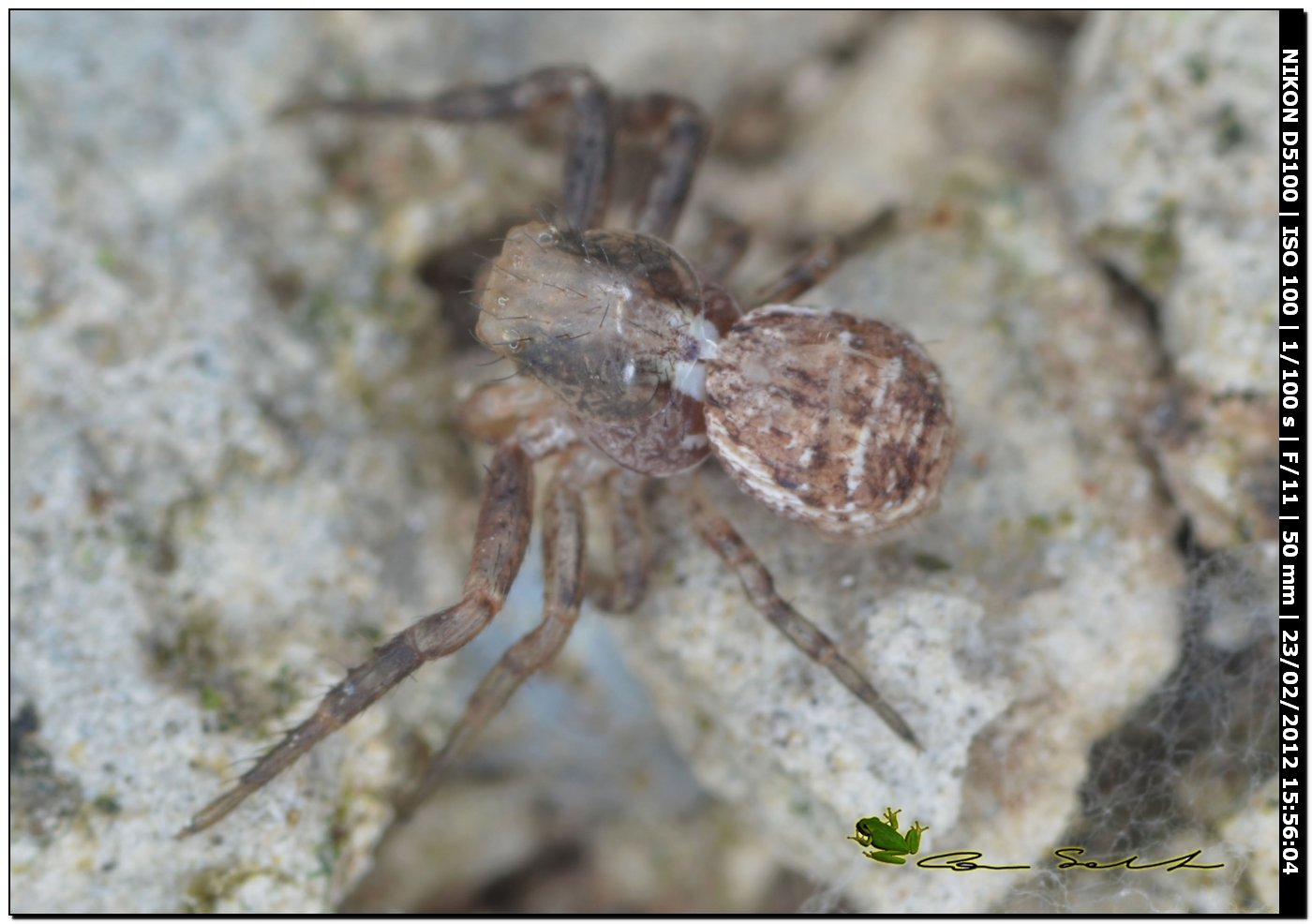 Xysticus sp. documentazione della muta
