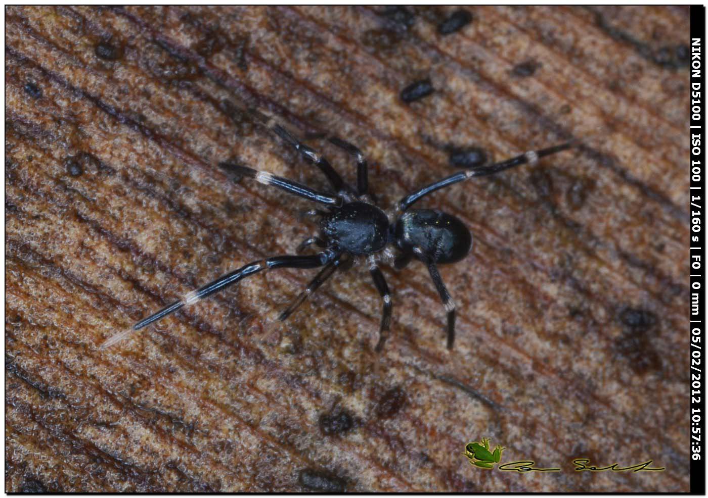 Liophrurillus flavitarsis