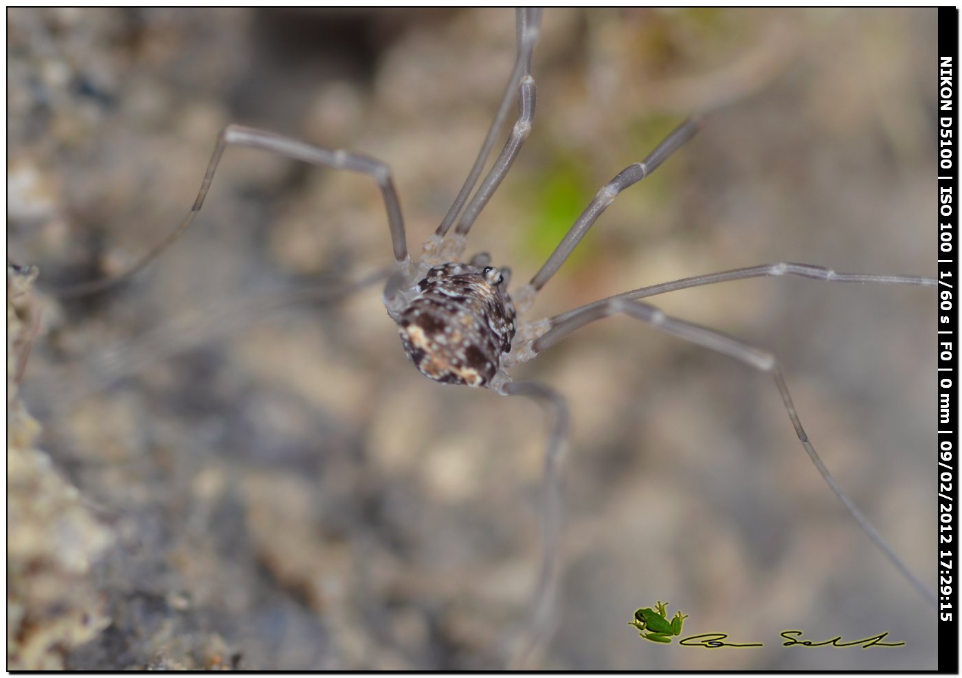 Nelima juv. sp. da Usini