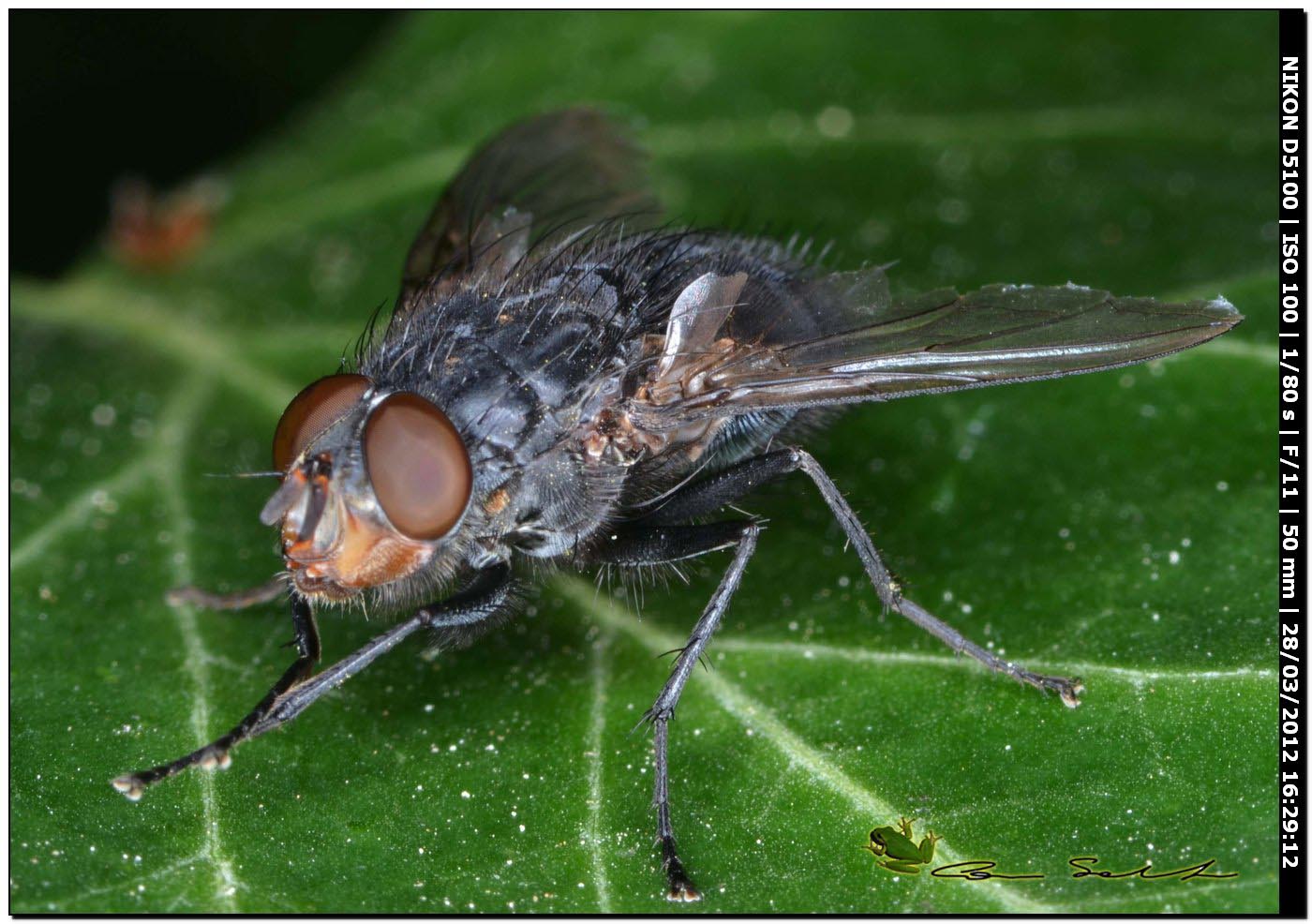 Calliphora vicina da Usini