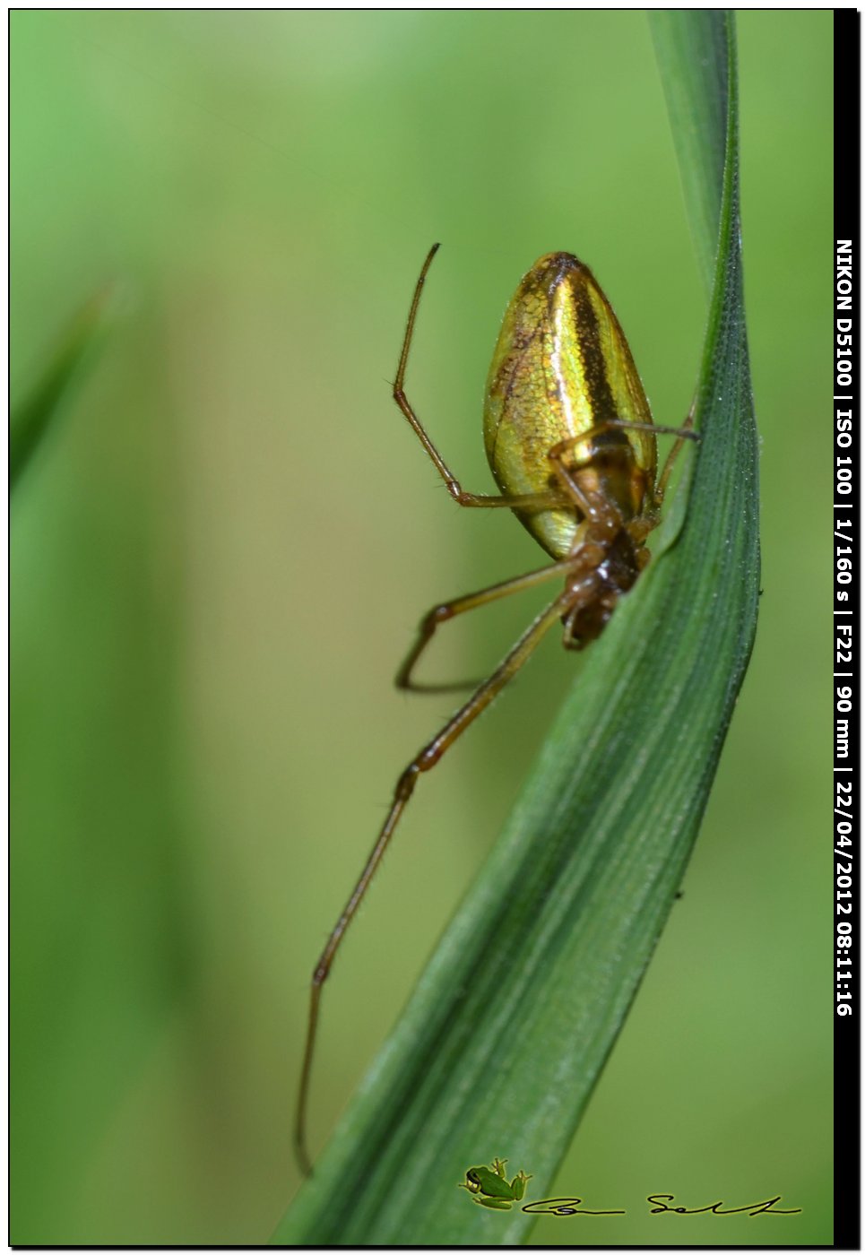 Tetragnathidae