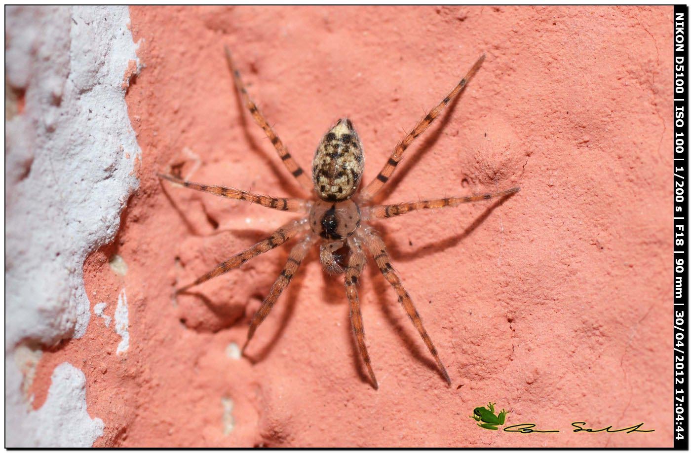 Oecobius sp. ♂