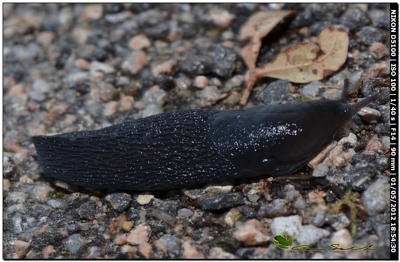 Limax gruppo corsicus da Ittiri (nero)