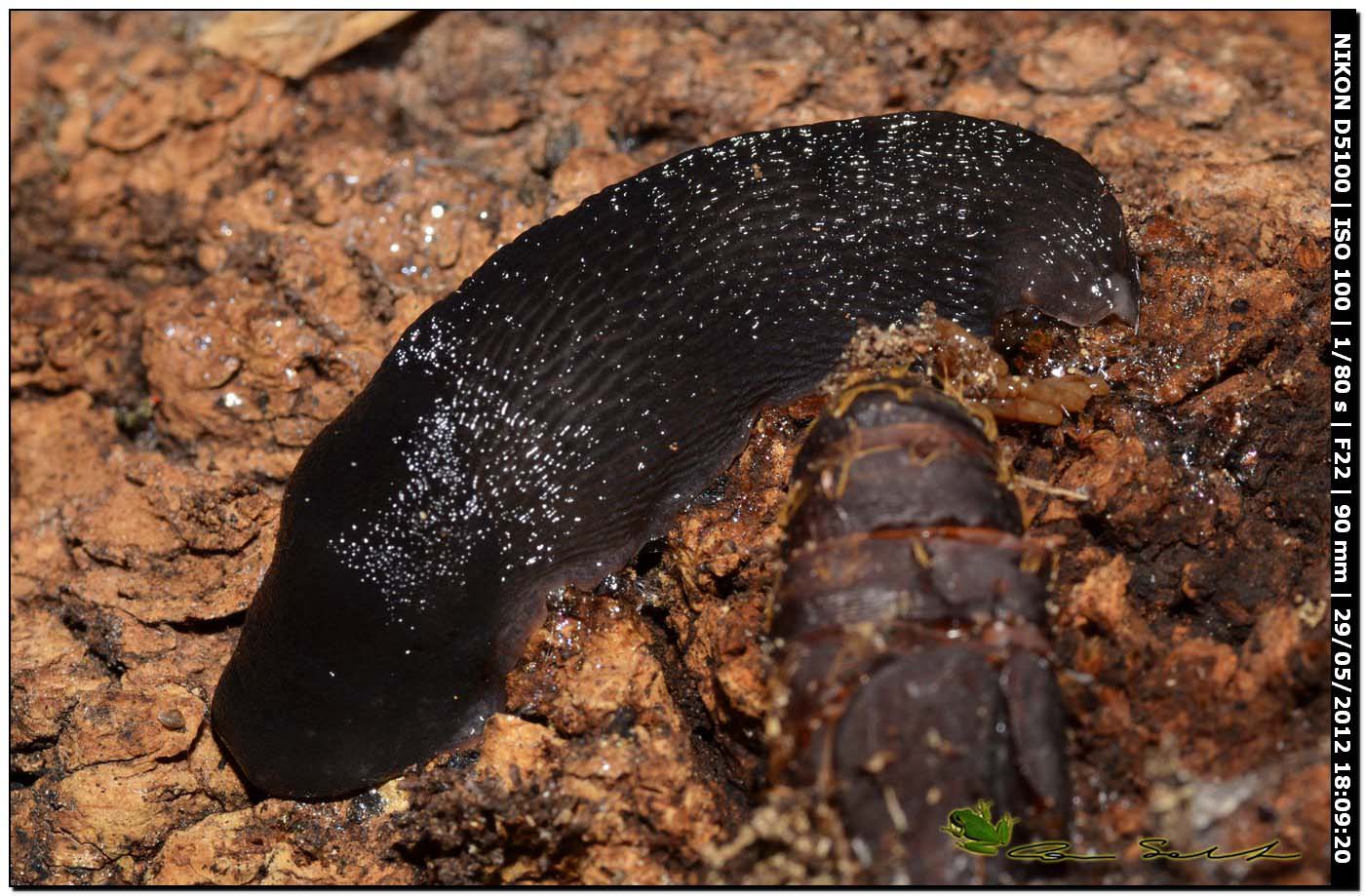 Limax gruppo corsicus da Ittiri (nero 2)