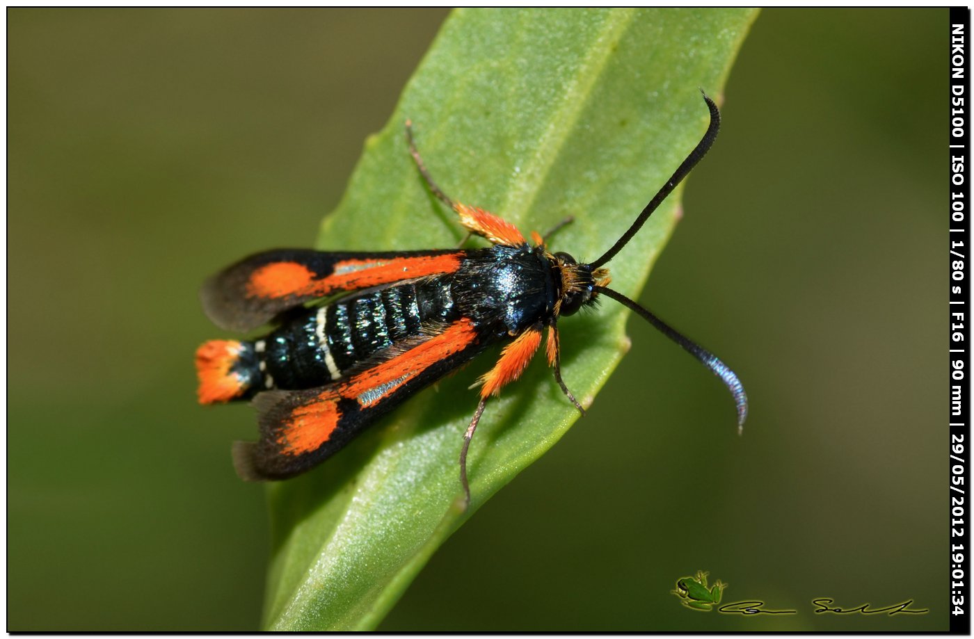 Pyropteron chrysidiforme, Sesiidae