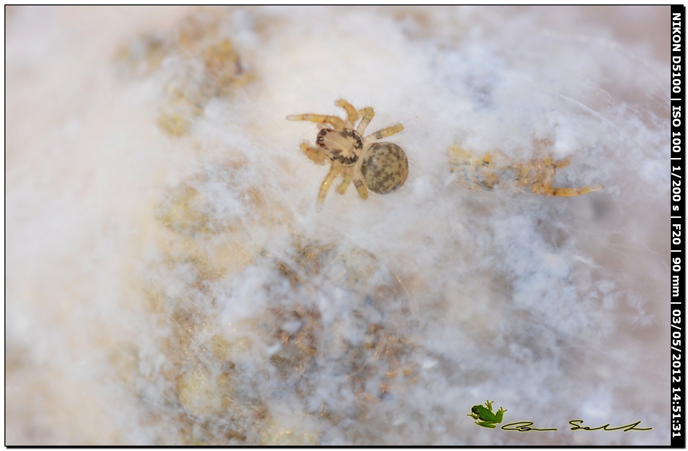 Ovisacco di Zoropsis sp.