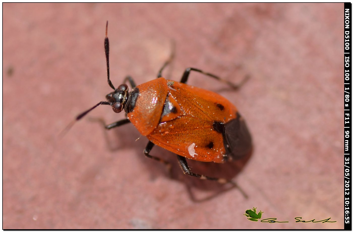 Miridae: Deraeocoris punctum della Sardegna